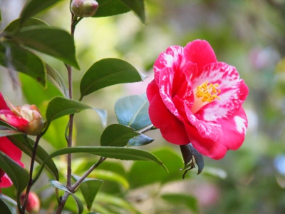 [Close up of a red-pink and white flower with yellow stamen against the green leaves supporting it.]